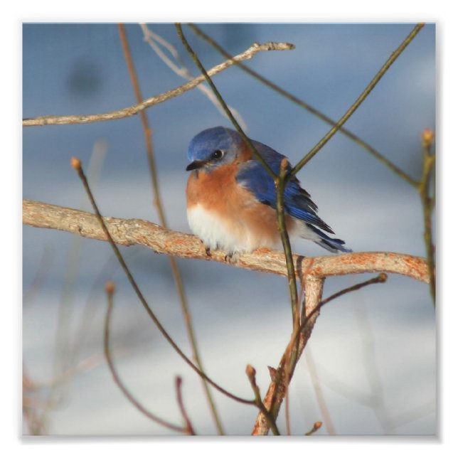 Winter Bluebird 8x8 Photo Print (Front)