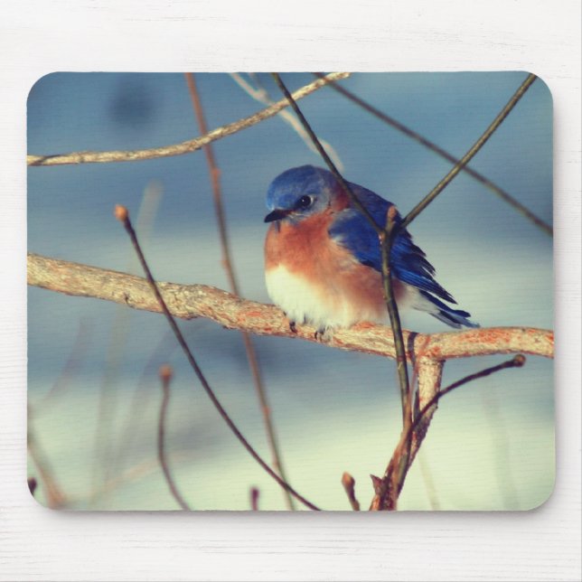 Winter Bluebird Wildlife Nature  Mouse Pad (Front)
