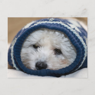 Winter Blues Puppy Postcard