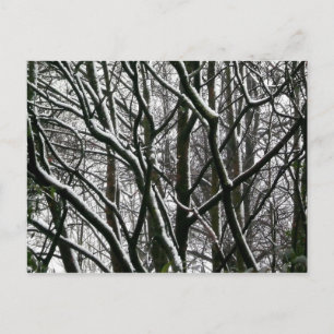 Winter Branches Postcard