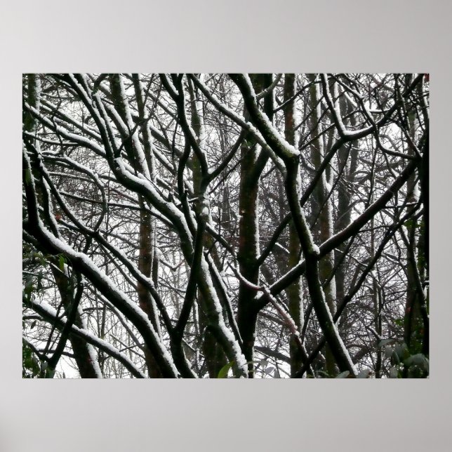 Winter Branches Poster (Front)