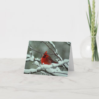 Winter  Cardinal - Customised Card