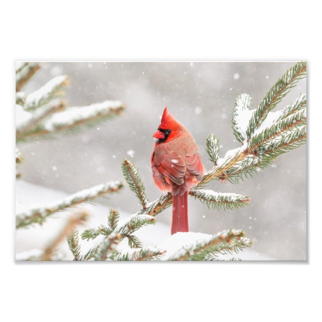 Winter Cardinal Photo Print (Front)