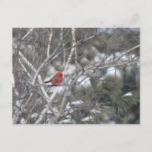 Winter Cardinal Postcard