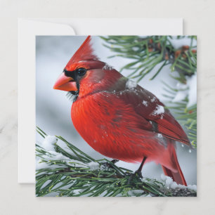 Winter Cardinal Red Bird Pine Christmas Wedding Thank You Card