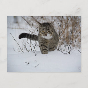 winter cat postcard