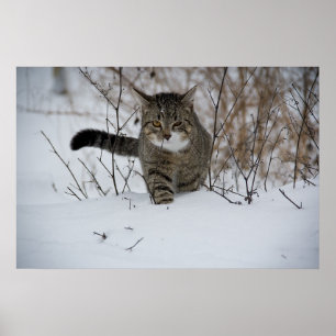 winter cat poster