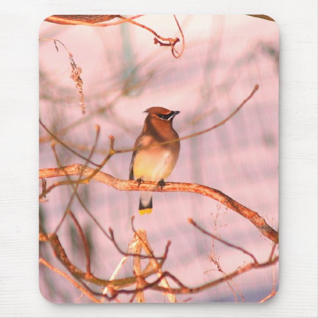 Winter Cedar Waxwing Wildlife Nature Mouse Pad (Front)