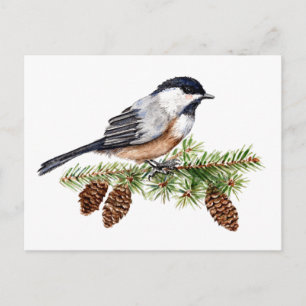 Winter Chickadee Postcard