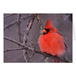 Winter Contemplation