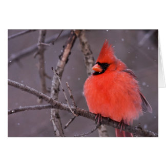 Winter Contemplation