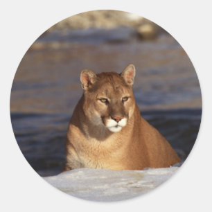 Winter Cougar Classic Round Sticker