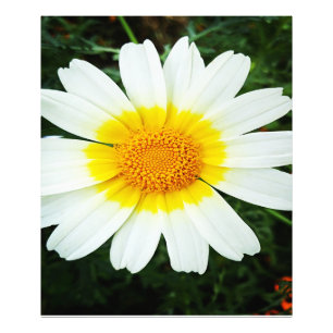 Winter Daisy Flowers Photo Print