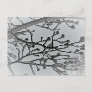 Winter dream Postcard