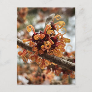Winter Fire Holiday Postcard