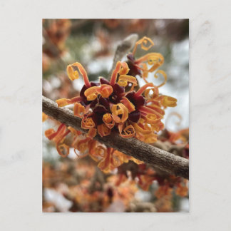 Winter Fire Holiday Postcard