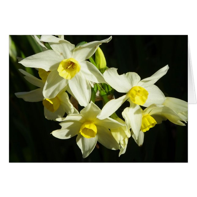 Winter Flowers (Front Horizontal)