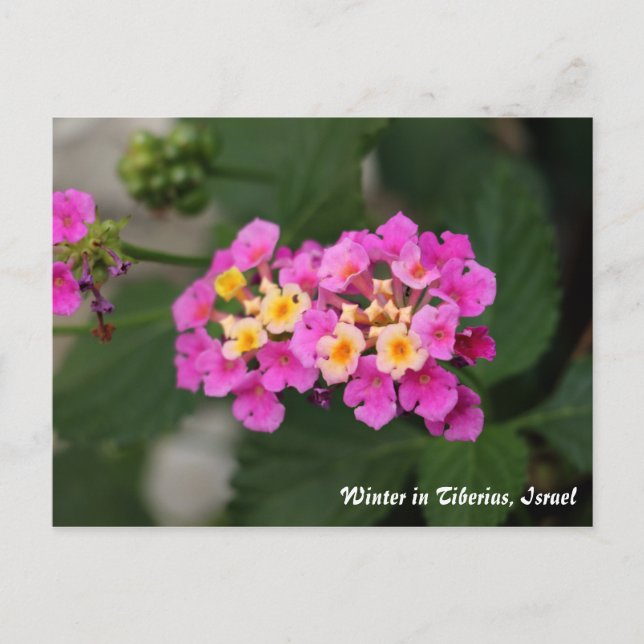 Winter Flowers In Tiberias, Israel Postcard (Front)