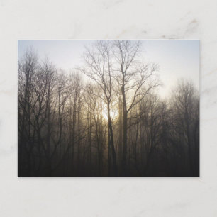 Winter Fog Sunrise Nature Photography Postcard