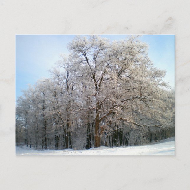 Winter forest December 2012  Postcard (Front)