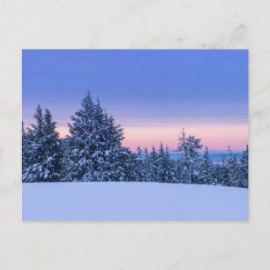 Winter Forest Landscape at Sunset  Postcard