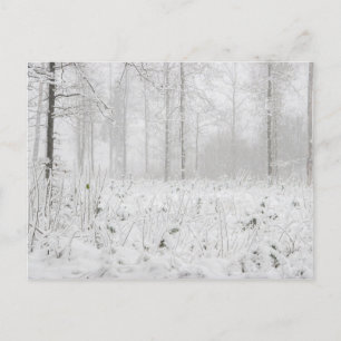 Winter forest landscape with snowy winter trees holiday postcard