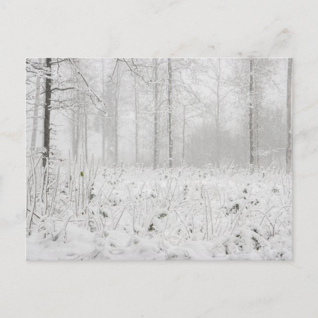 Winter forest landscape with snowy winter trees holiday postcard (Front)