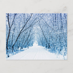 Winter Forest Path Postcard