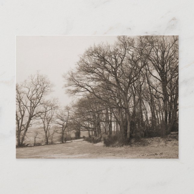 Winter Forest Postcard (Front)