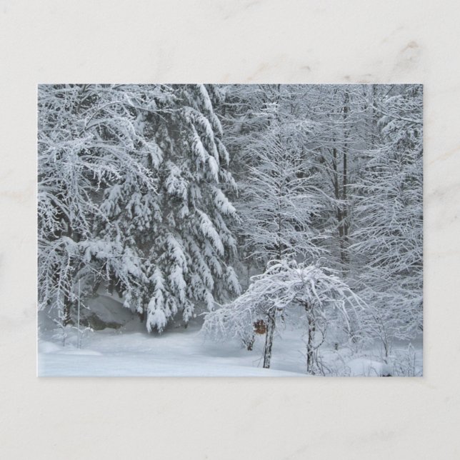 Winter Forest Snow Covered Landscape Photography Postcard (Front)