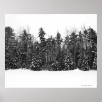 Winter forest trees covered in falling snow