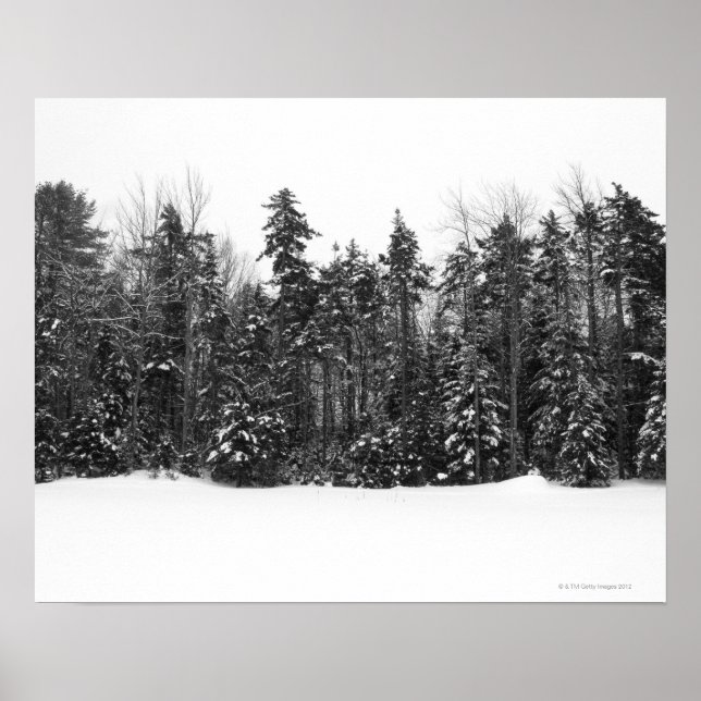 Winter forest trees covered in falling snow poster (Front)