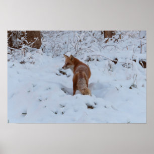 Winter Fox Poster