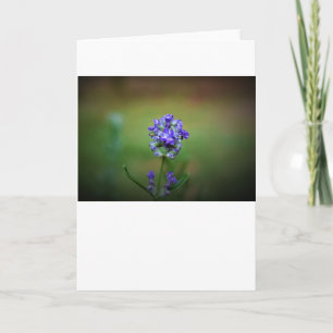 Winter Freeze, card