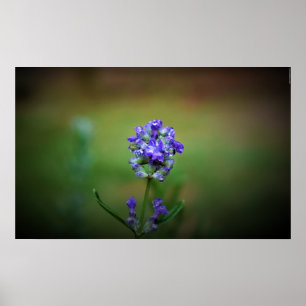 Winter Freeze, Poster