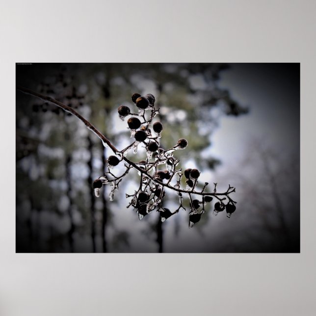 Winter Freeze,  Poster (Front)