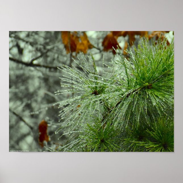 Winter Freeze, Poster (Front)