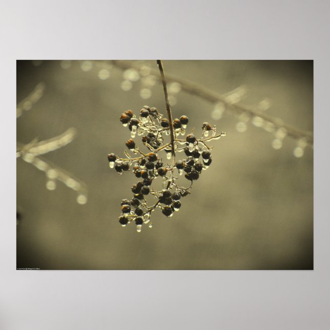 Winter Freeze, Poster (Front)