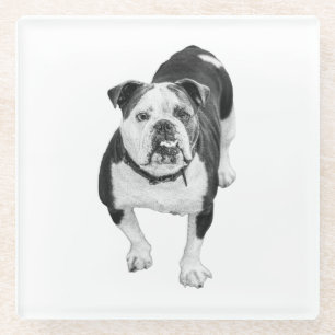 Winter Friend, Bulldog Coaster