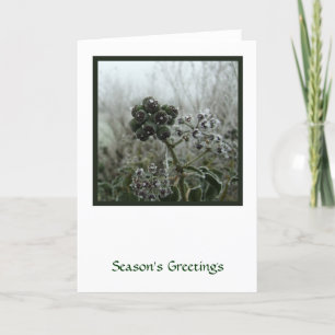 Winter Frost Holiday Card