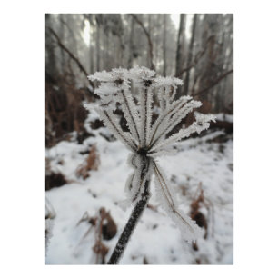Winter frost on plants in the forest photo print