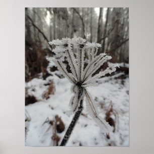 Winter frost on plants in the forest poster