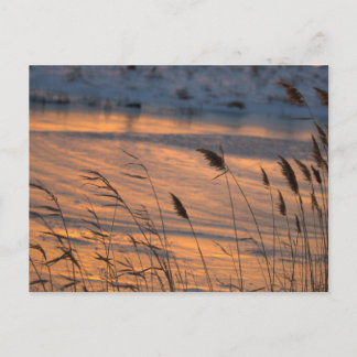 Winter Frozen Waterscape Sunset Postcard