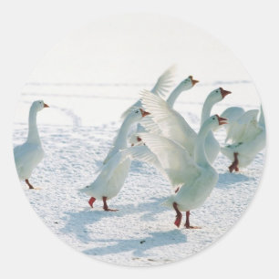 Winter Geese Christmas Cards Stickers