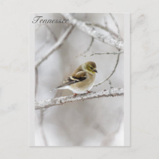 Winter Goldfinch Postcard