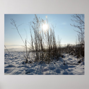 Winter grasses - poster