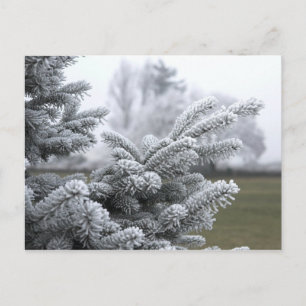 WINTER GREETINGS POSTCARD