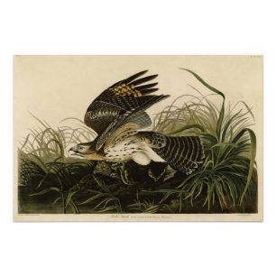 Winter Hawk, John James Audubon's Birds of America Photo Print