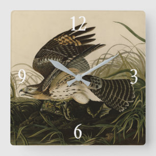 Winter Hawk, John James Audubon's Birds of America Square Wall Clock