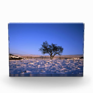 Winter Hawthorn Tree Holiday Card Poster Photo Block